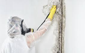 Best Industrial Mold Remediation  in Raytown, MO